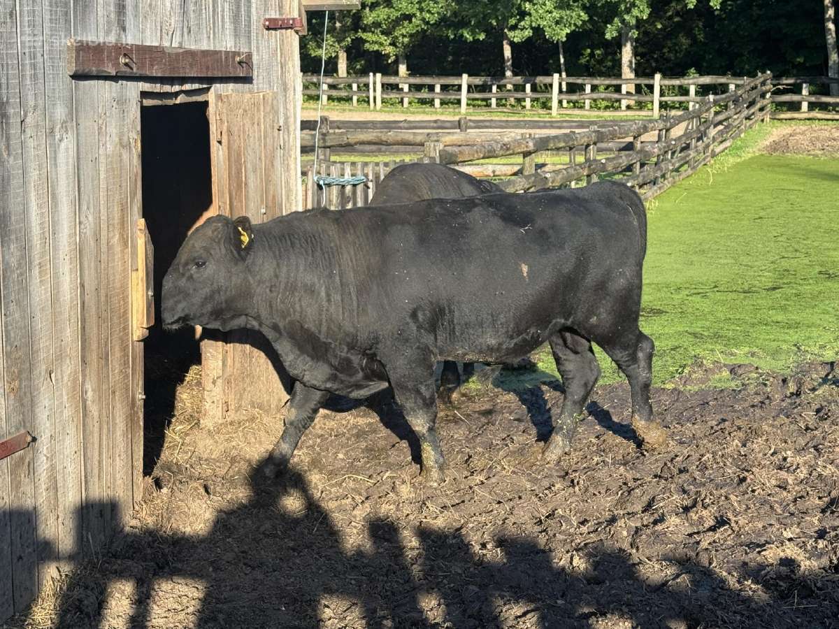 Parduodamas Angus veislės bulius - nuotraukos Nr. 2