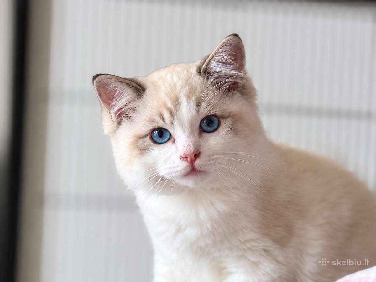 Ragdoll kačiukai (Skudurinės lėlės) Regdolai - nuotraukos Nr. 2