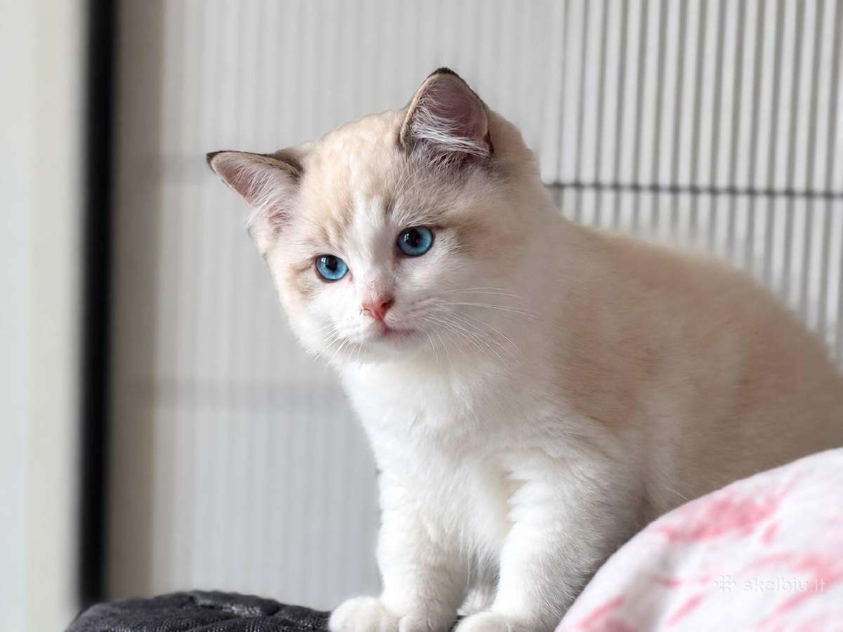 Ragdoll kačiukai (Skudurinės lėlės) Regdolai - nuotraukos Nr. 5