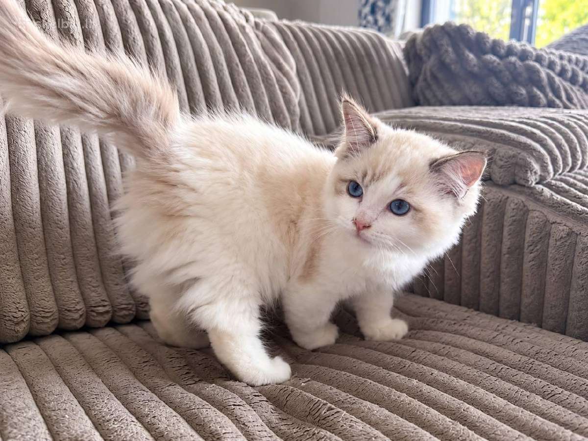 Ragdoll kačiukai (Skudurinės lėlės) Regdolai - nuotraukos Nr. 6