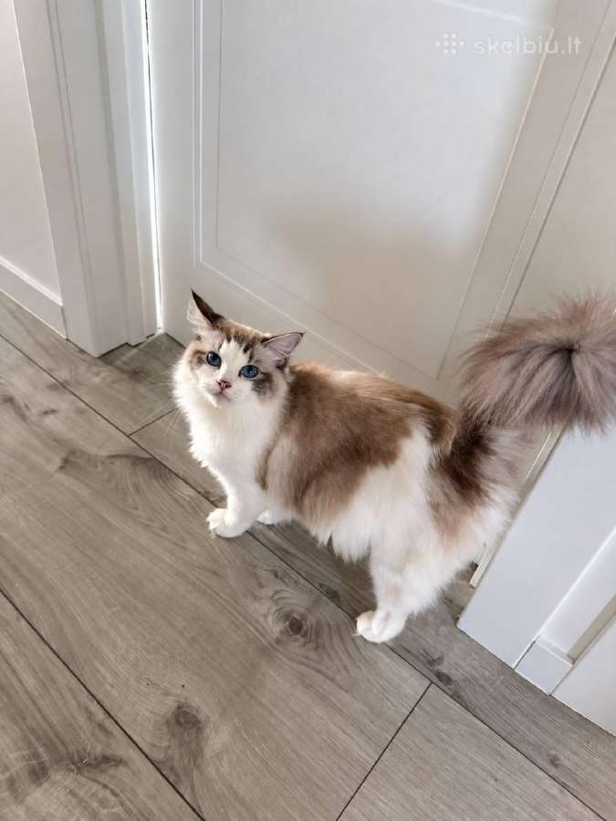 Ragdoll kačiukai (Skudurinės lėlės) Regdolai - nuotraukos Nr. 9