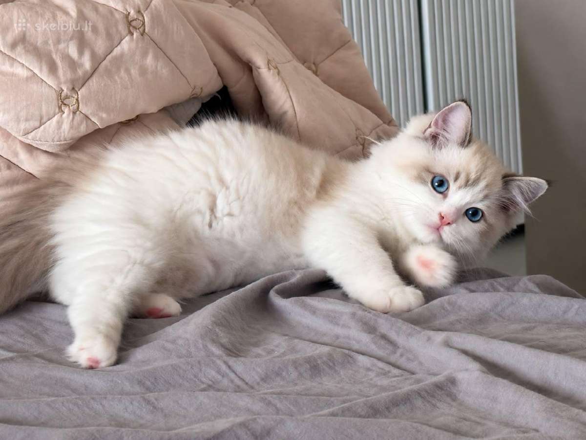 Ragdoll kačiukai (Skudurinės lėlės) Regdolai - nuotraukos Nr. 4