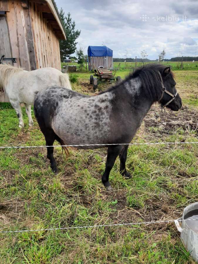 Parduodamos poni kumelaites - nuotraukos Nr. 6