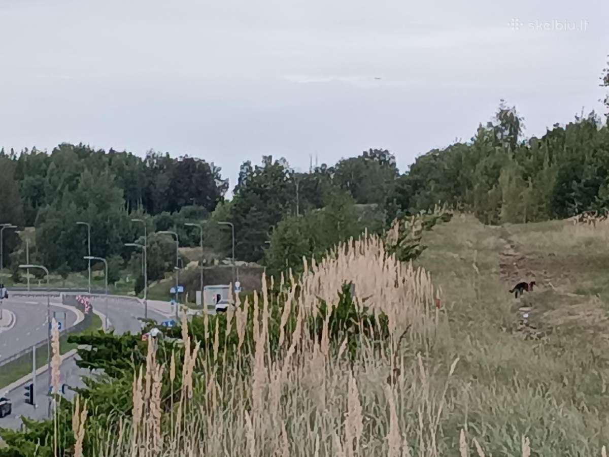 Kas ieško pabėgusio katino juodo su petnešėlėm - nuotraukos Nr. 3