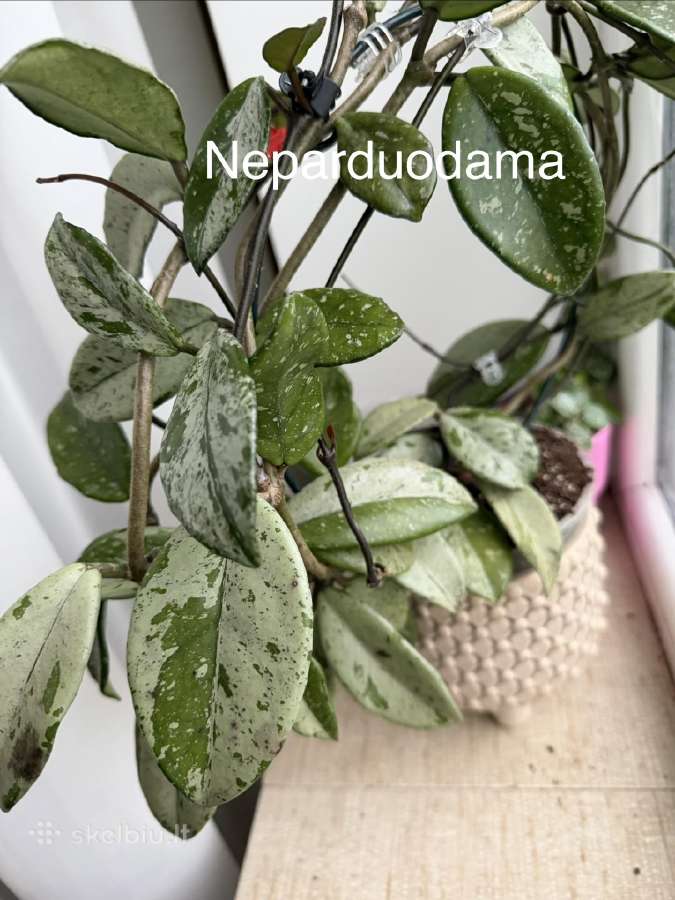 Parduodu hoyas - nuotraukos Nr. 11