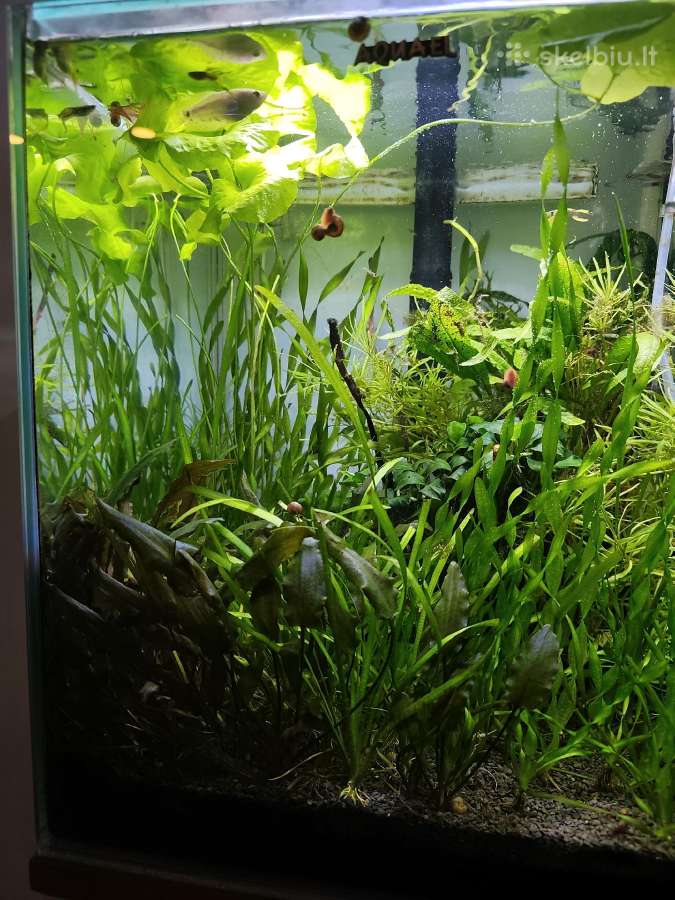 Aquael Shrimp Set Duo D&n 49l - nuotraukos Nr. 3