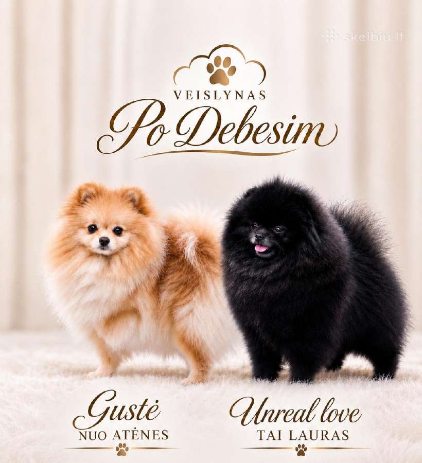 Parduodamas Pomeranijos špicų patinėlis - nuotraukos Nr. 3