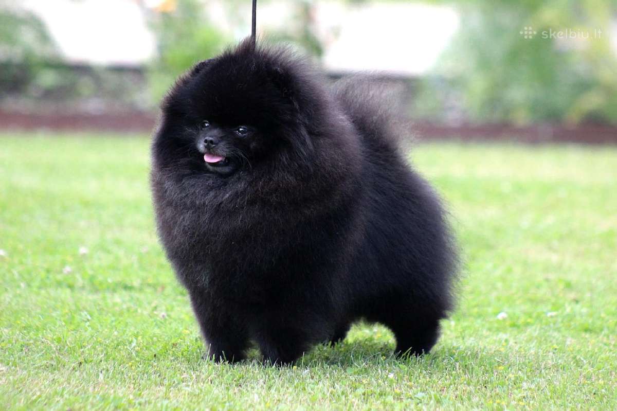 Parduodamas Pomeranijos špicų patinėlis - nuotraukos Nr. 5