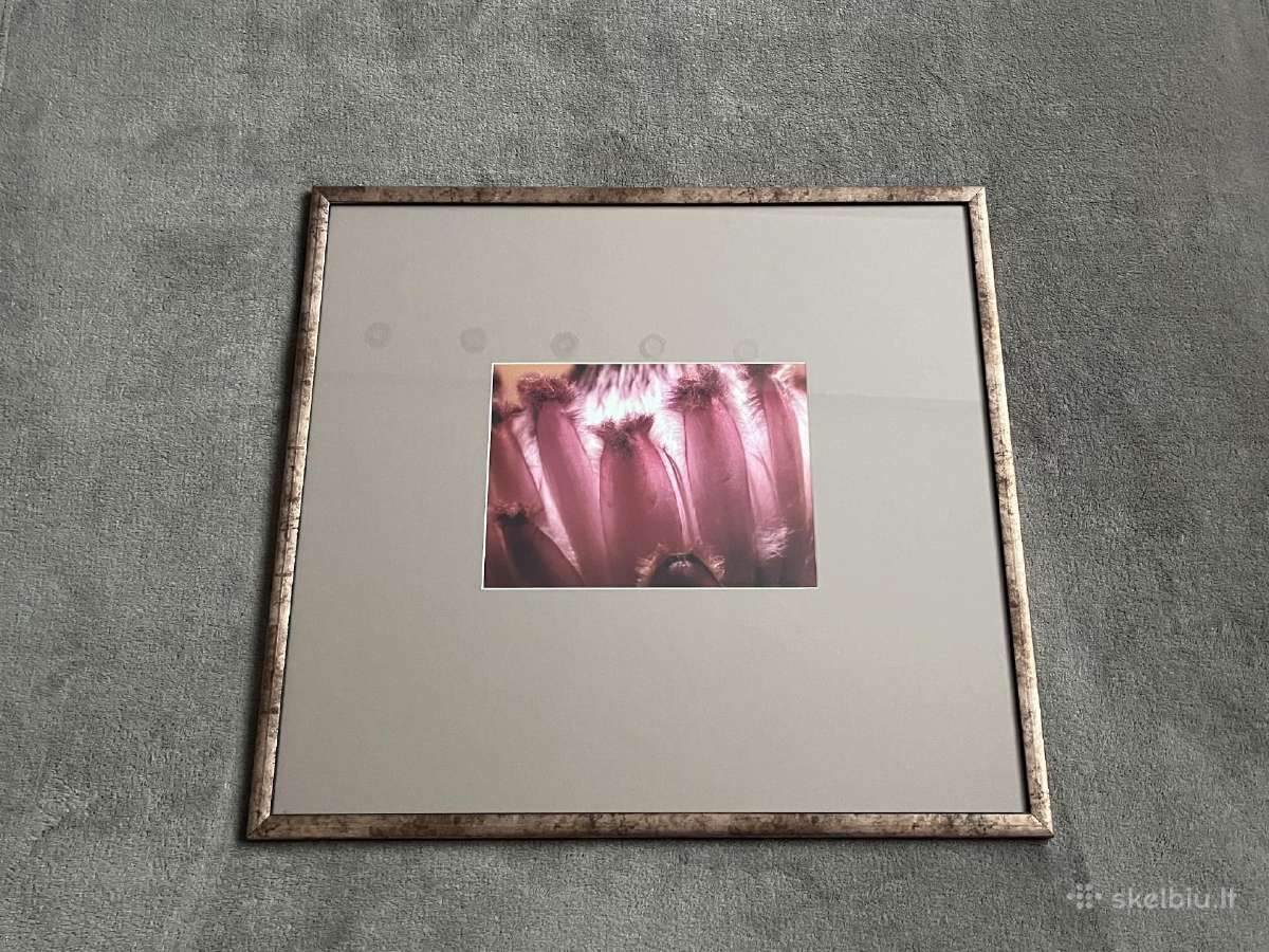Įrėminta nuotrauka su gėlės Protėjos žiedu - nuotraukos Nr. 2