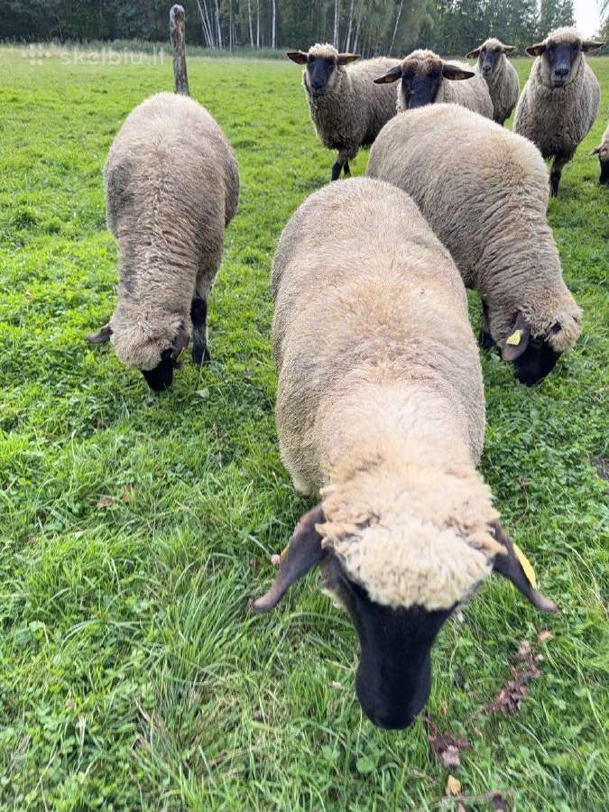 Vokiečių juodagalviai avinukai ir avytės - nuotraukos Nr. 6