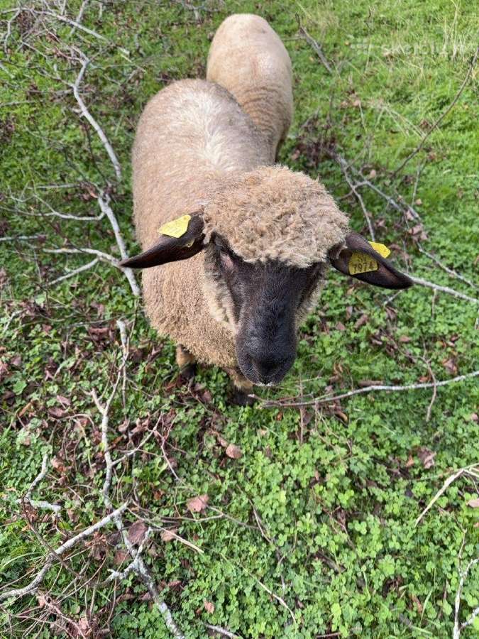 Vokiečių juodagalviai avinukai ir avytės - nuotraukos Nr. 5