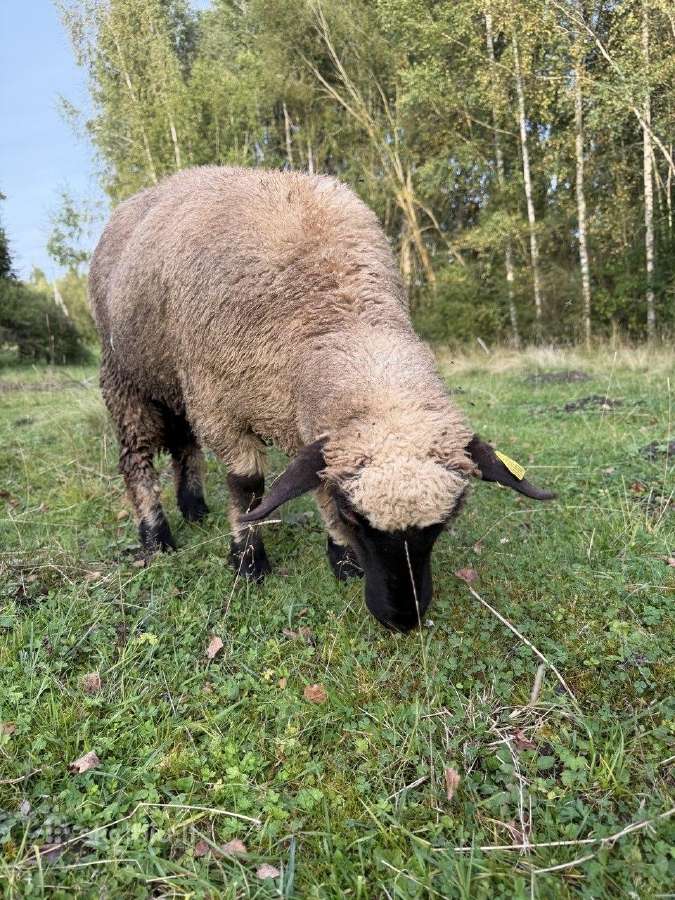 Vokiečių juodagalviai avinukai ir avytės - nuotraukos Nr. 9