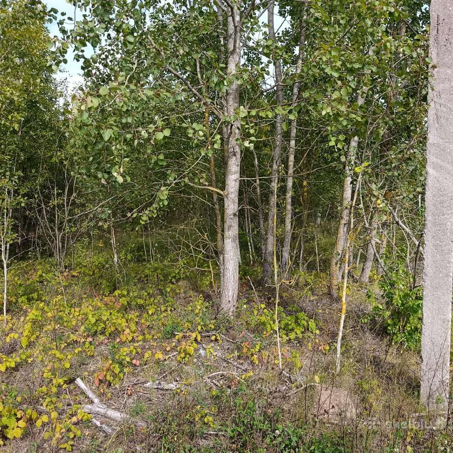 Parduodu - nuotraukos Nr. 2