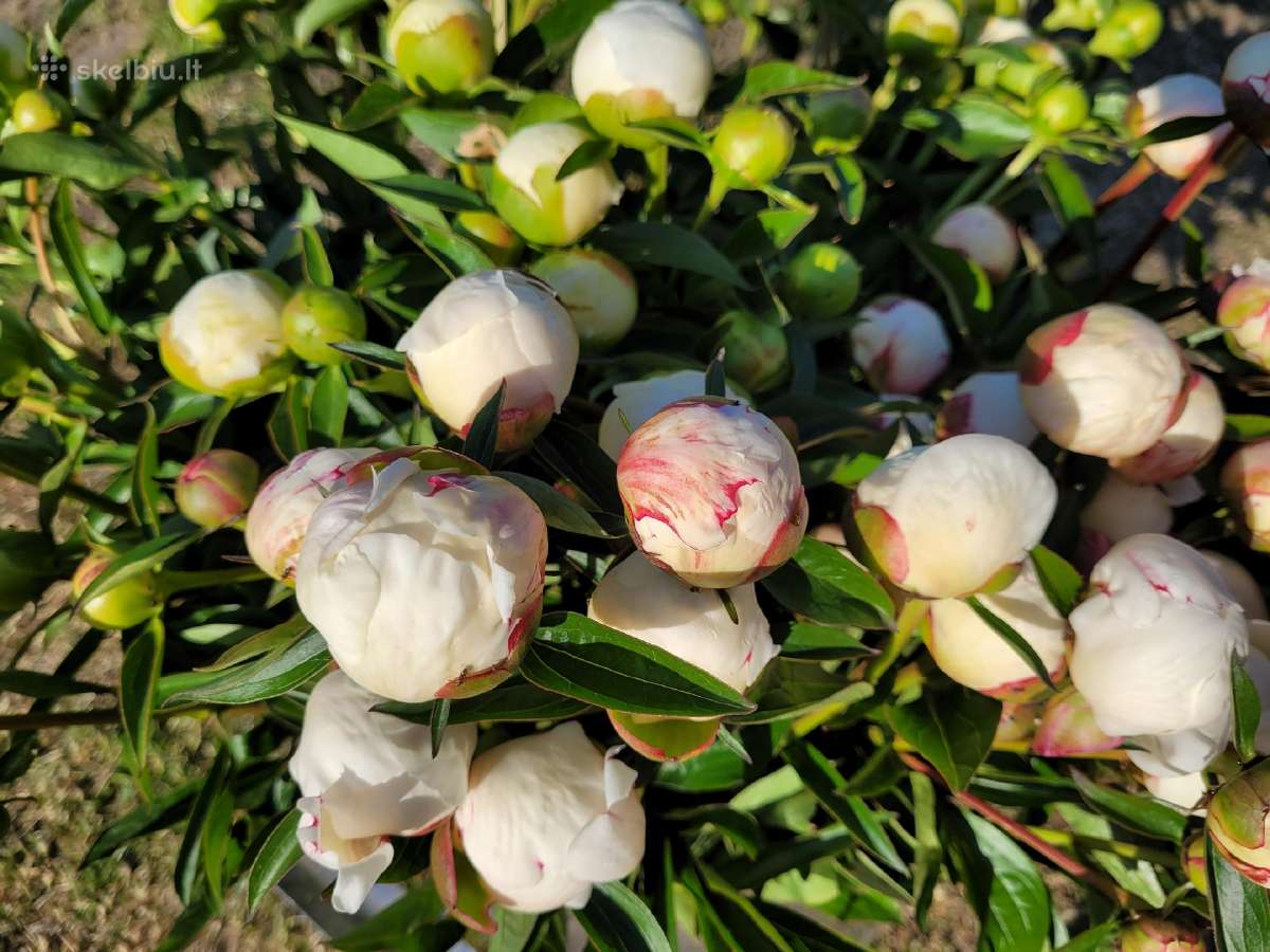 Medėjantys bijūnai - nuotraukos Nr. 23