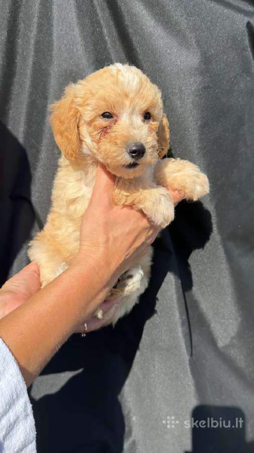 Maltipoo trys berniukai ir dvi mergaites - nuotraukos Nr. 2