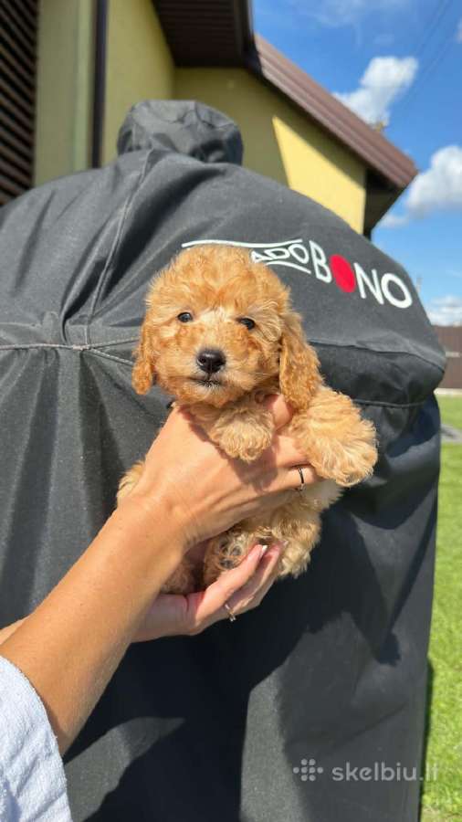 Maltipoo trys berniukai ir dvi mergaites - nuotraukos Nr. 3