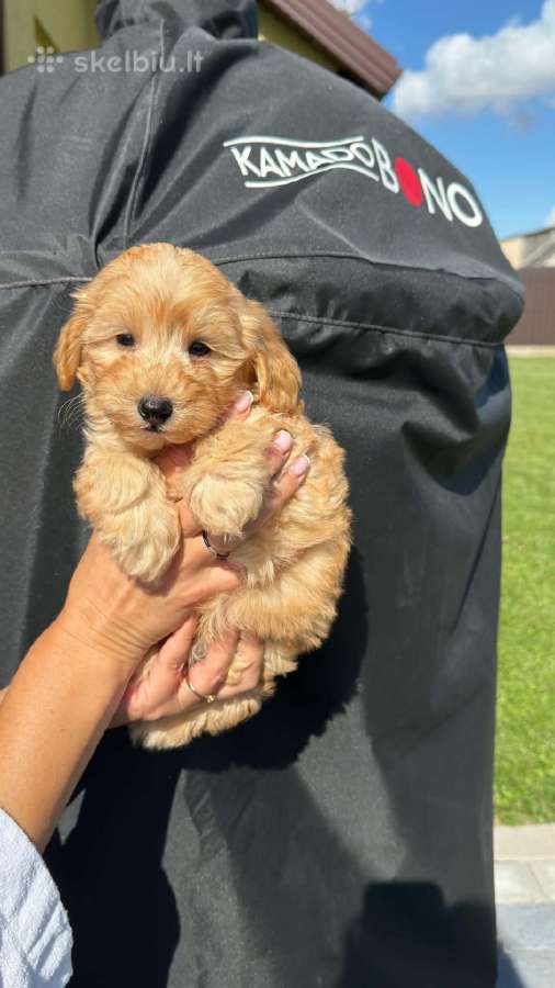 Maltipoo trys berniukai ir dvi mergaites - nuotraukos Nr. 4