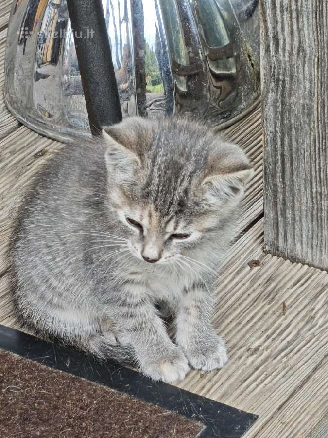Dovanoju du kačiukus! - nuotraukos Nr. 7