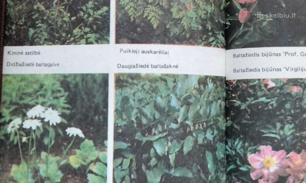 Daugiametės gėlės, Ankstyvosios d, Vazoninės, Flio - nuotraukos Nr. 4