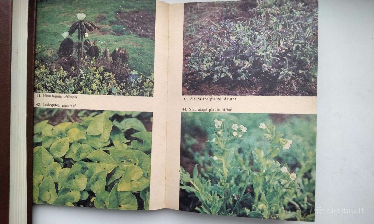 Daugiametės gėlės, Ankstyvosios d, Vazoninės, Flio - nuotraukos Nr. 9