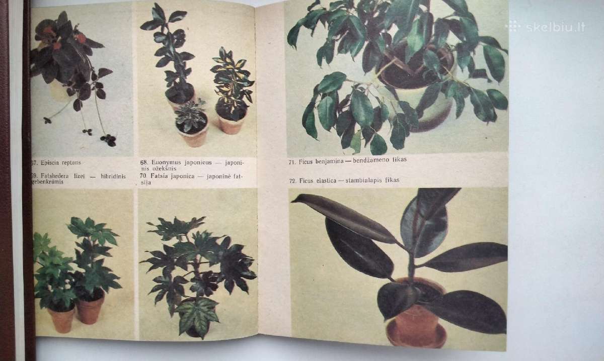 Daugiametės gėlės, Ankstyvosios d, Vazoninės, Flio - nuotraukos Nr. 14