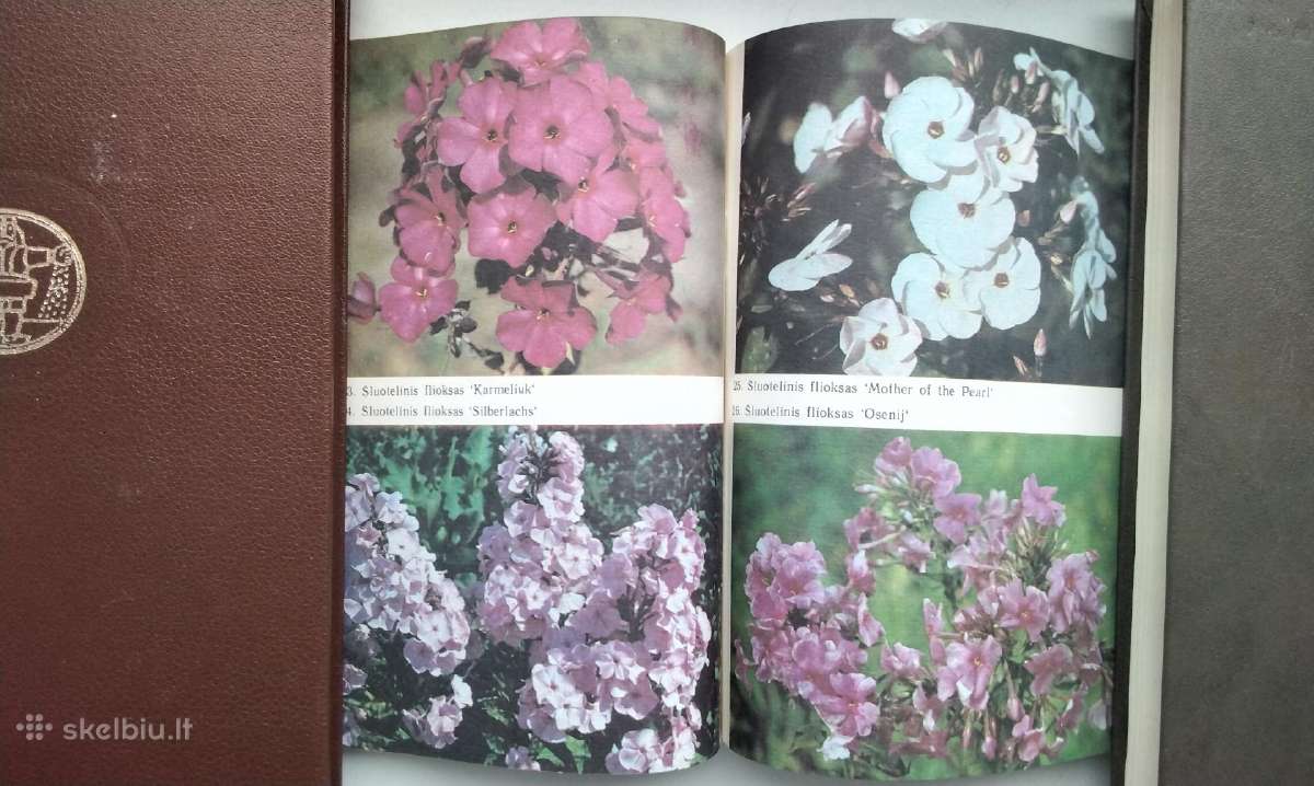 Daugiametės gėlės, Ankstyvosios d, Vazoninės, Flio - nuotraukos Nr. 18