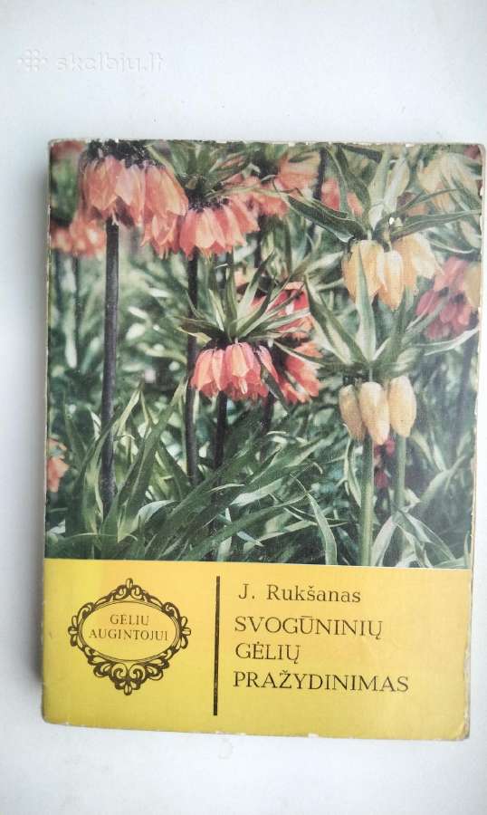 Daugiametės gėlės, Ankstyvosios d, Vazoninės, Flio - nuotraukos Nr. 20