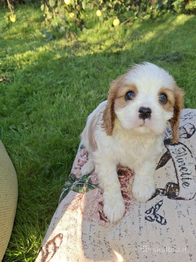 Kavalieriaus Karaliaus Karolio Spanielių šuniuka - nuotraukos Nr. 30