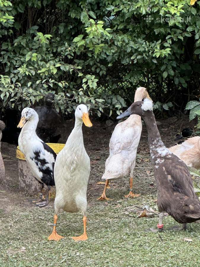 Antys Indijos bėgikai - nuotraukos Nr. 3