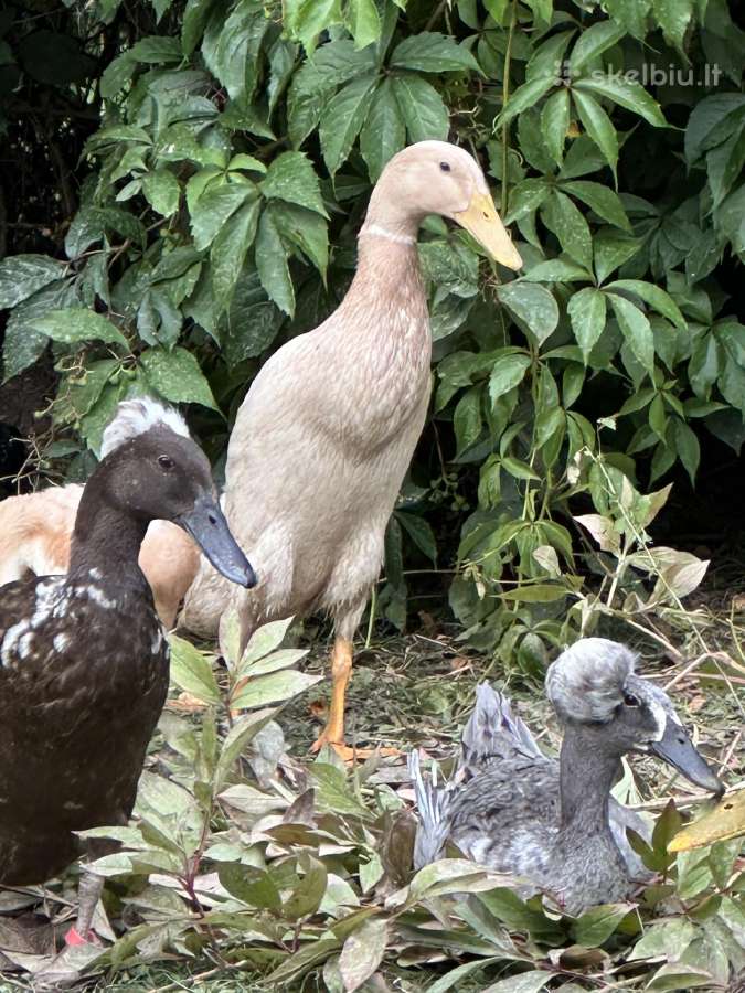 Antys Indijos bėgikai - nuotraukos Nr. 4
