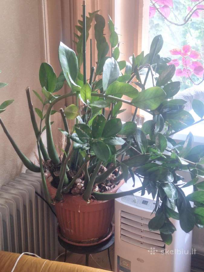 Didelis pinigų medis - nuotraukos Nr. 2
