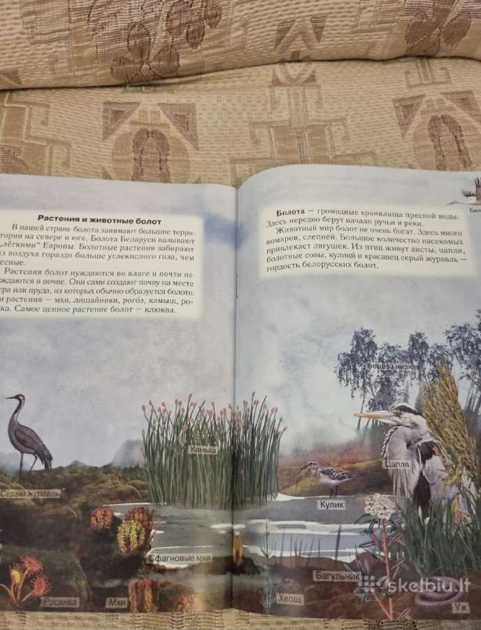 Rusų kalba - Pasaulis aplink mus - nuotraukos Nr. 6