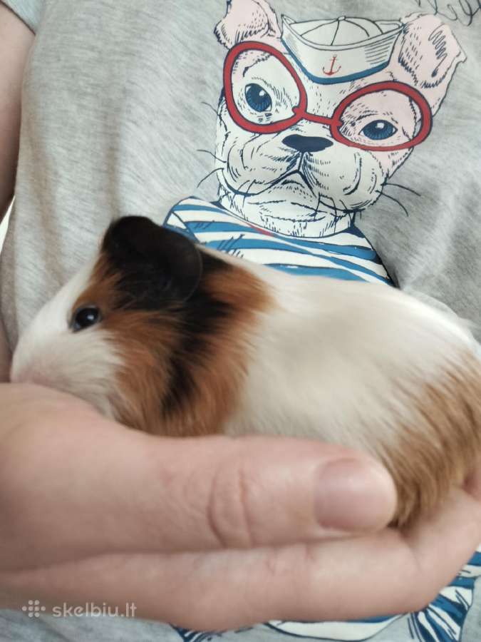 Parduodamos jūrų kiaulytės - nuotraukos Nr. 9