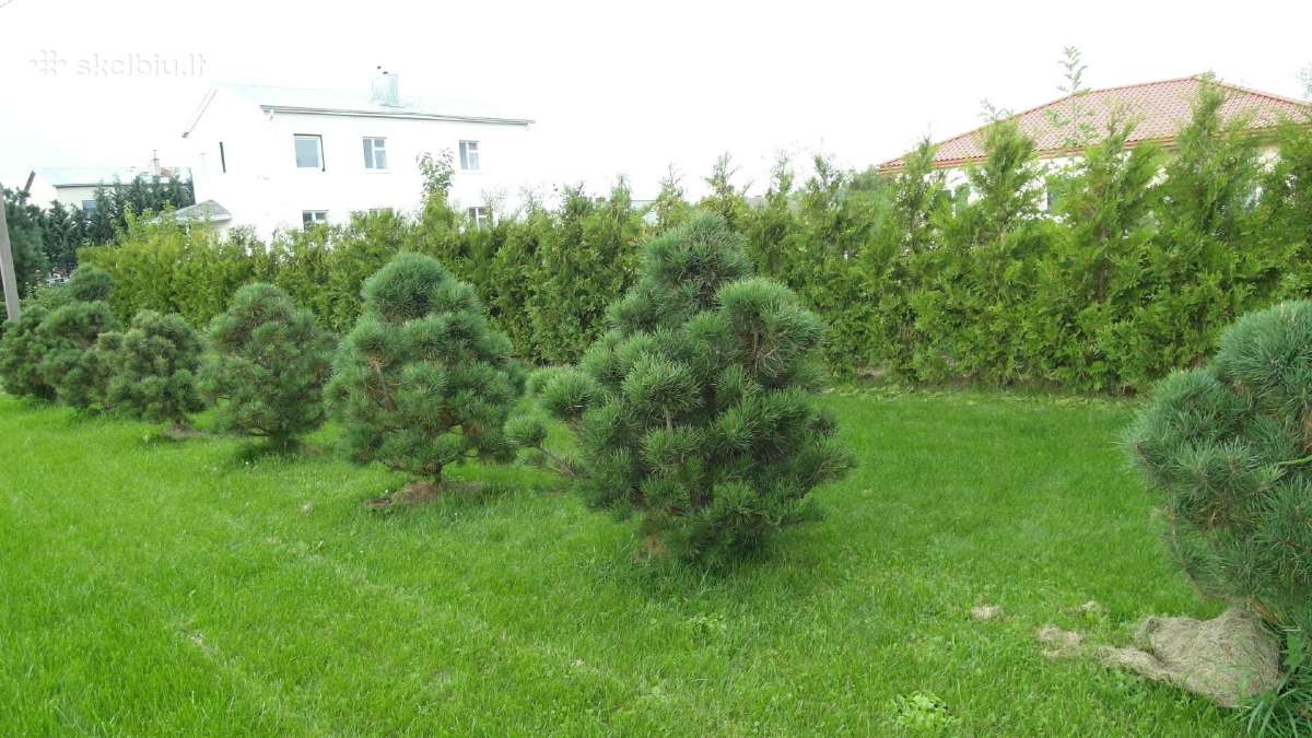 Dekorativinės pušelės - nuotraukos Nr. 4