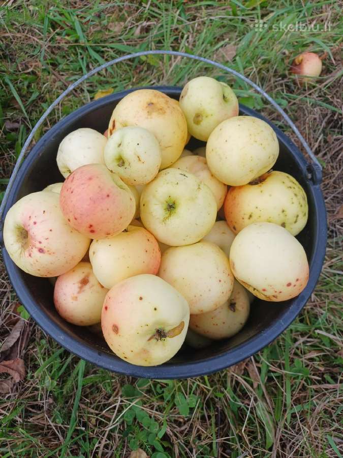 Parduodamos Ananasinių obuolių sultys - nuotraukos Nr. 2