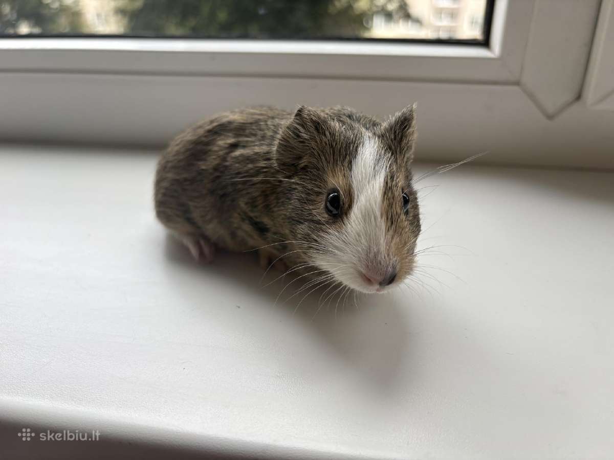 Parduodamos jūrų kiaulytės - nuotraukos Nr. 2