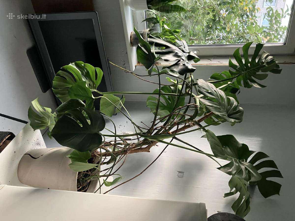 Dovanojama monstera - nuotraukos Nr. 2