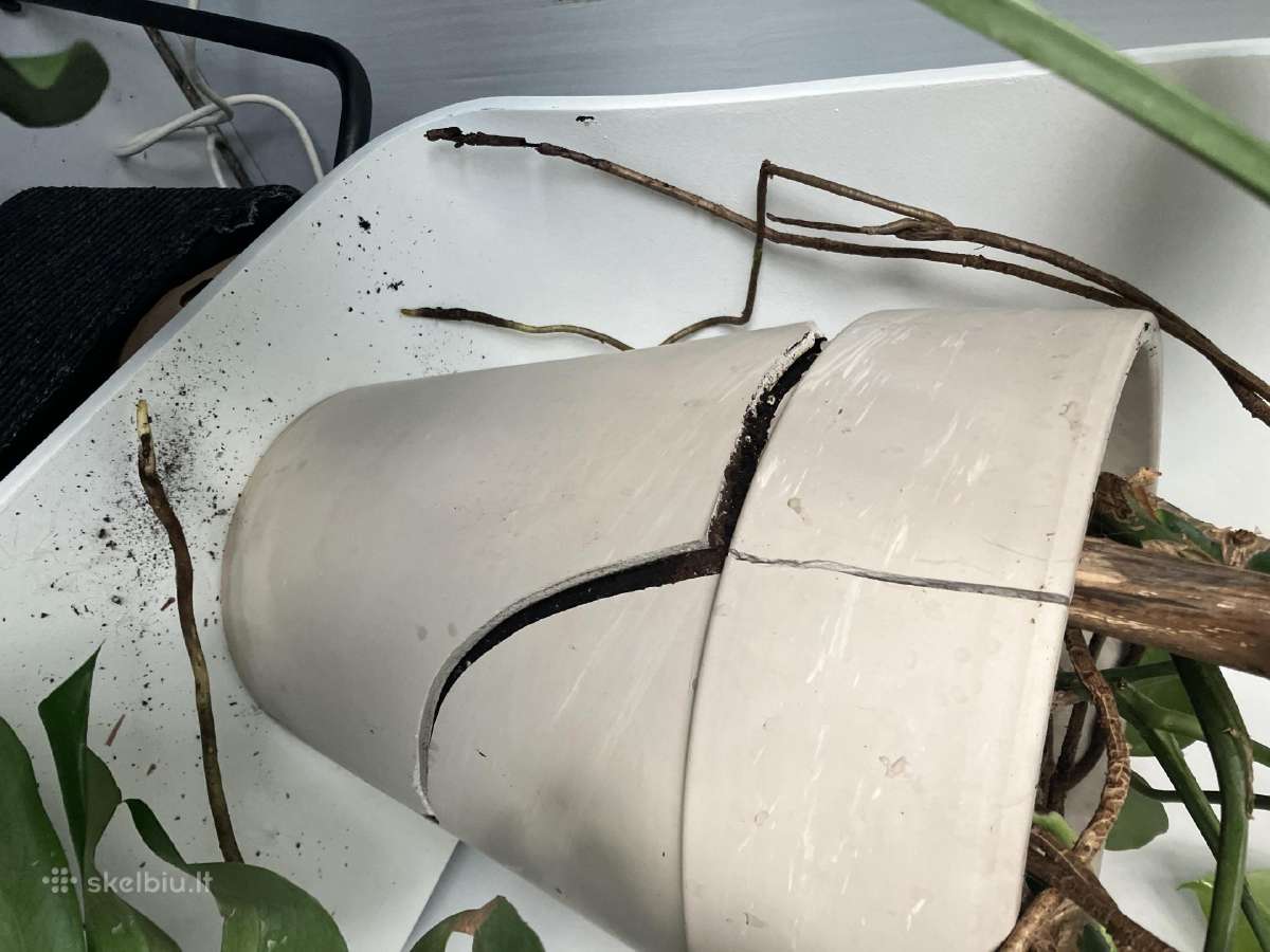 Dovanojama monstera - nuotraukos Nr. 3