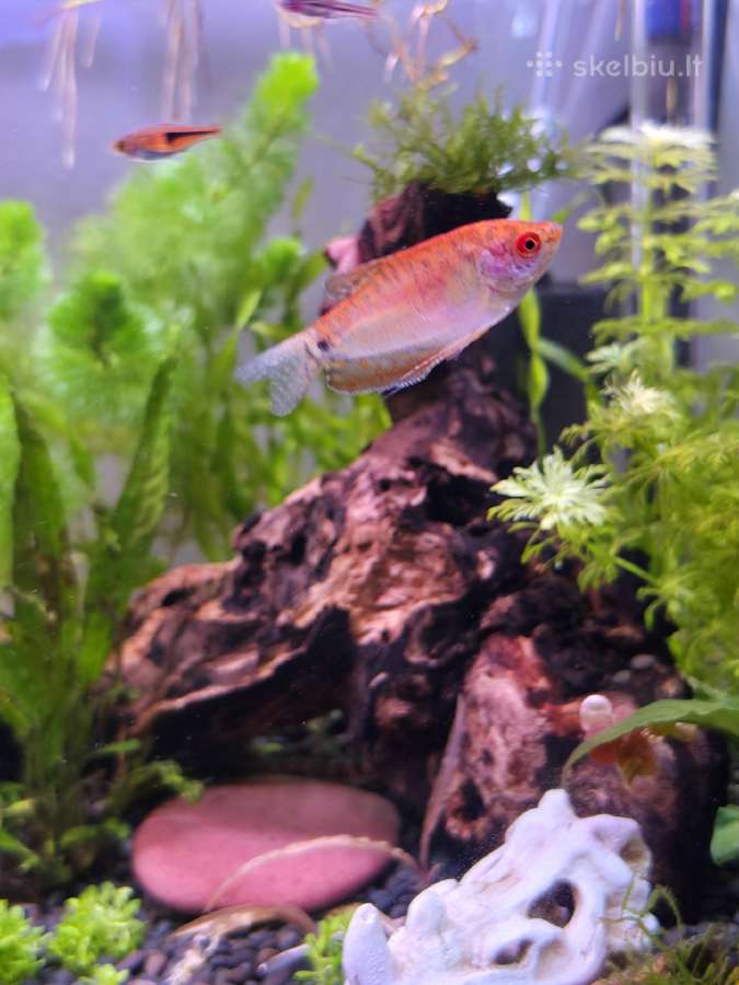 Atiduodu Trichopodus trichopterus - nuotraukos Nr. 2