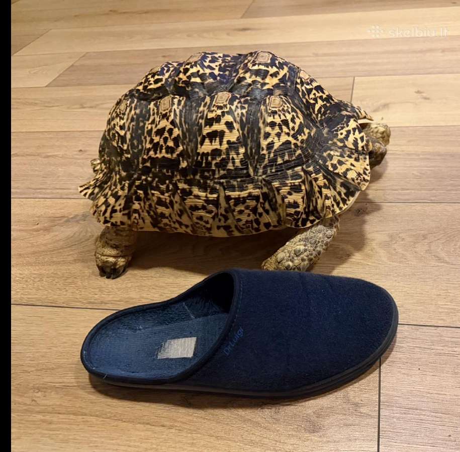Leopardinis vėžlys, - nuotraukos Nr. 3