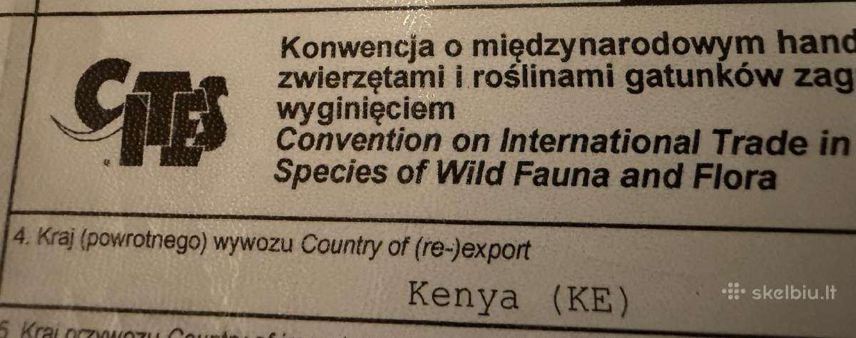 Leopardinis vėžlys, - nuotraukos Nr. 4