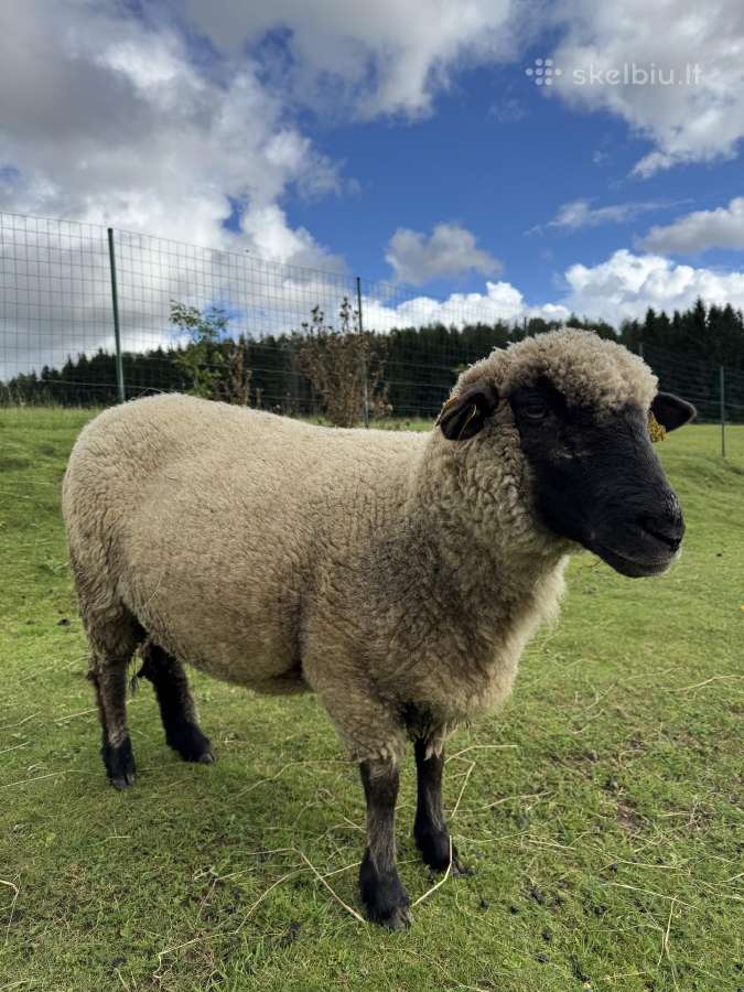 Dorper Avinas Ir Lietuvos Juodgalvės Mišrūnė - nuotraukos Nr. 2