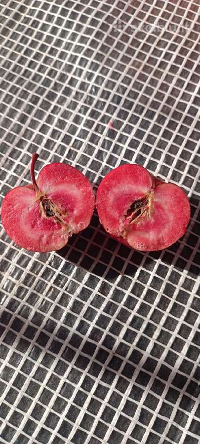 Obelis "Red love" - nuotraukos Nr. 2