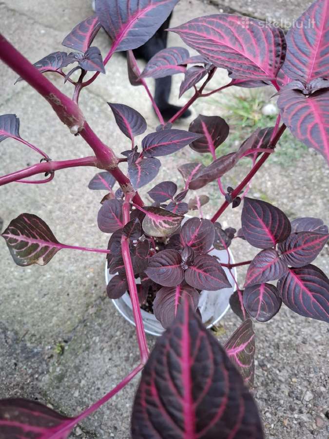 .Iresine herbsti 'Bloodleaf' - nuotraukos Nr. 2