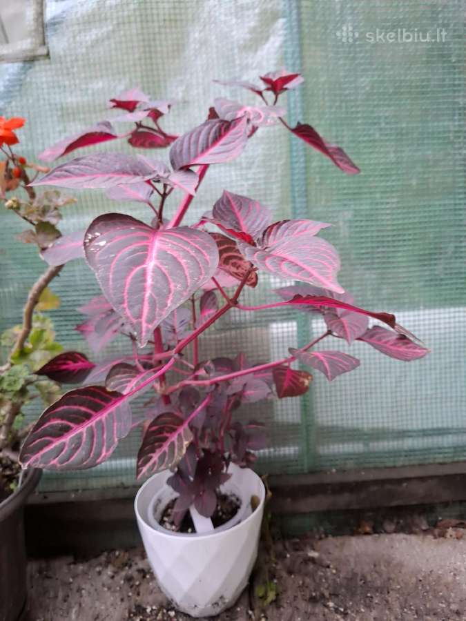 .Iresine herbsti 'Bloodleaf' - nuotraukos Nr. 3