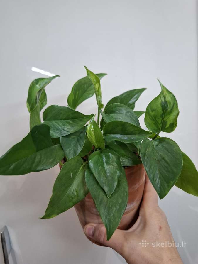 Epipremnum Jungle Star - nuotraukos Nr. 2