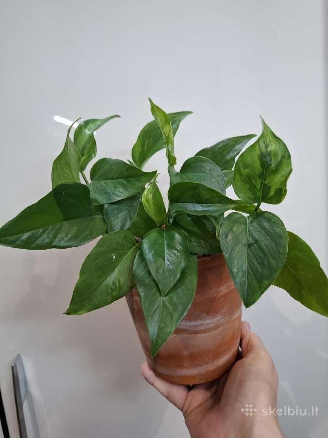 Epipremnum Jungle Star - nuotraukos Nr. 3