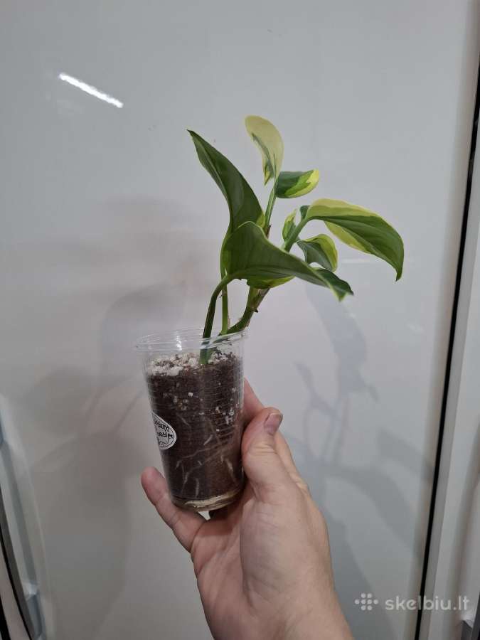 Epipremnum aureum 'Manjula Poonsin - nuotraukos Nr. 2