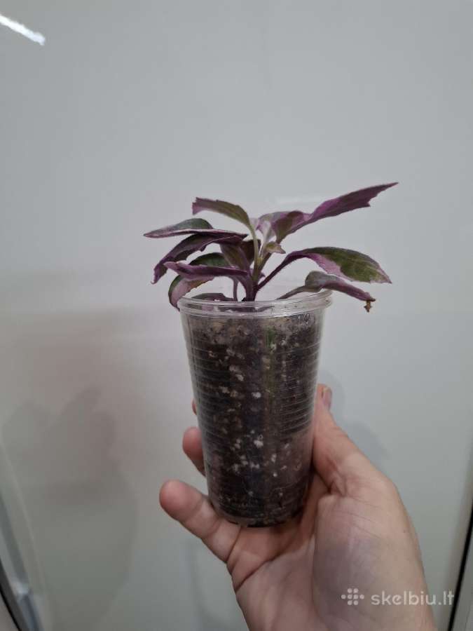 Ginura variegata - nuotraukos Nr. 2