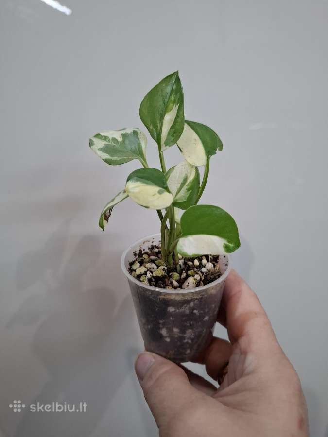 .Epipremnum Pearl and Jade - nuotraukos Nr. 2